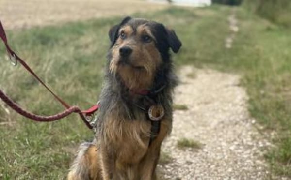 Hundebub Smartie sucht sein Zuhause!