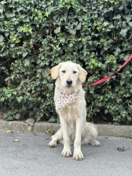 Perla und Velvet warten auf ihr Zuhause