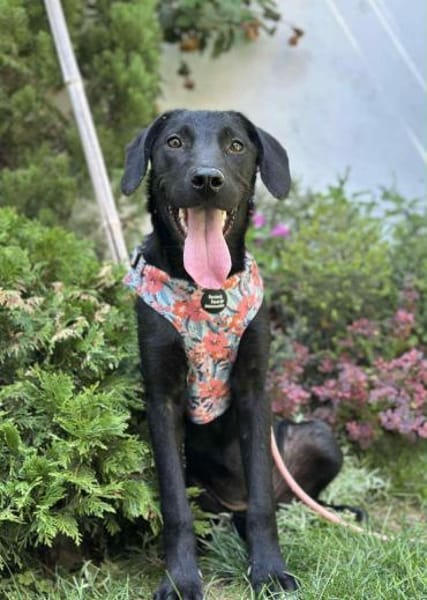 Perla und Velvet warten auf ihr Zuhause