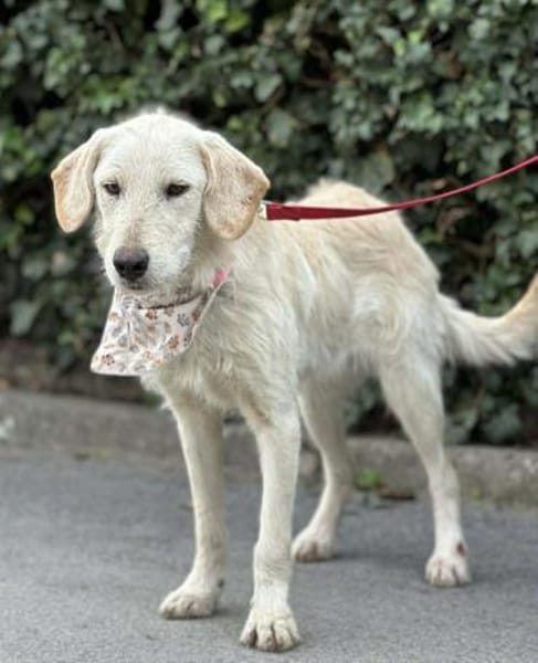 Perla und Velvet warten auf ihr Zuhause