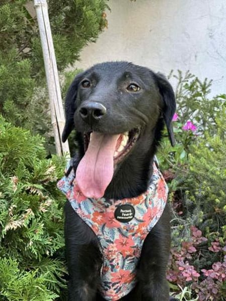 Perla und Velvet warten auf ihr Zuhause