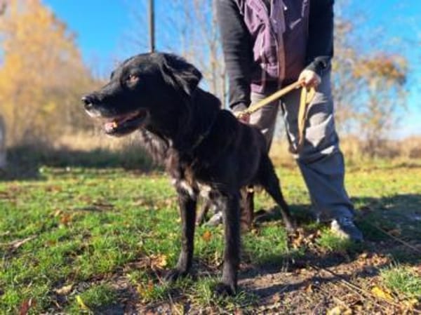 Romy, stubenreines Hundemädchen, ca. 10J