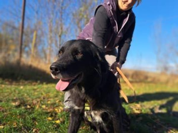 Romy, stubenreines Hundemädchen, ca. 10J