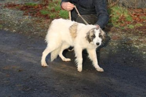 Arania - sehr zutraulich u. kinderlieb