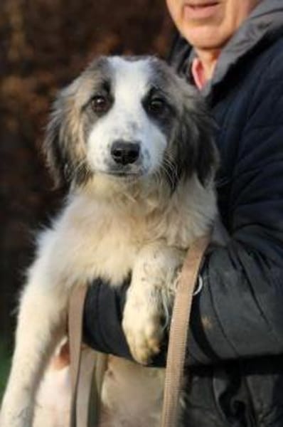 Arania - sehr zutraulich u. kinderlieb