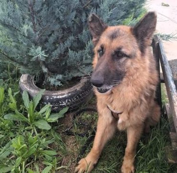 Bigby wünscht sich ein warmes Körbchen