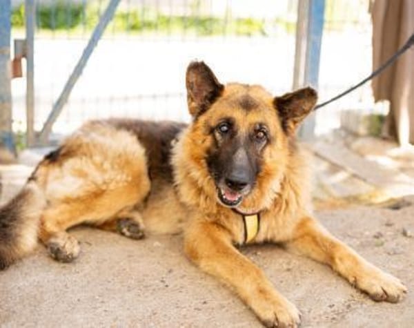 Bigby wünscht sich ein warmes Körbchen