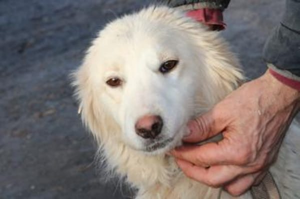 Nuemi - zutraulich u. verspielt