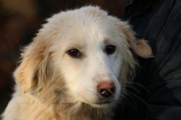 Nuemi - zutraulich u. verspielt