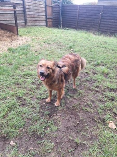 Josey auf Pflegestelle in Lünen