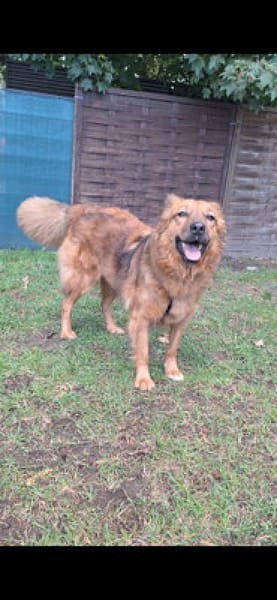 Josey auf Pflegestelle in Lünen