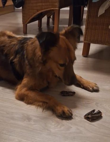 Josey auf Pflegestelle in Lünen