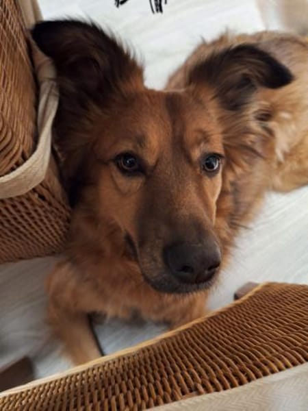 Josey auf Pflegestelle in Lünen