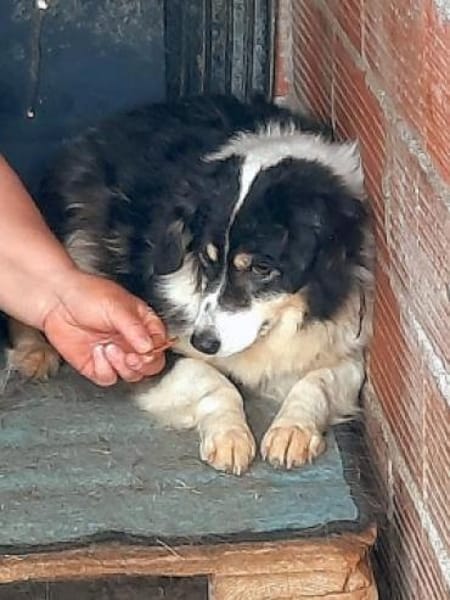 AMMY sucht ihr Für-Immer-Körbchen