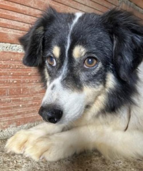 AMMY sucht ihr Für-Immer-Körbchen