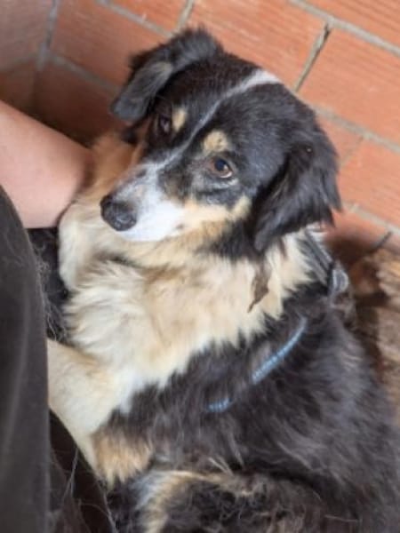 AMMY sucht ihr Für-Immer-Körbchen