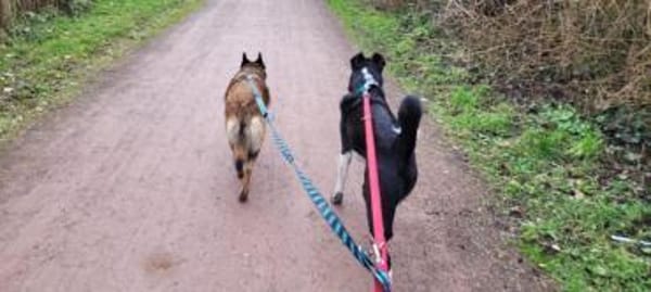 Lotte liebt Mensch und kleine Challenges