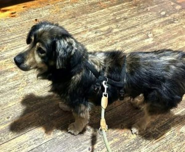 Zordon von kettenlos