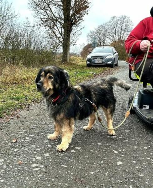 Zordon von kettenlos