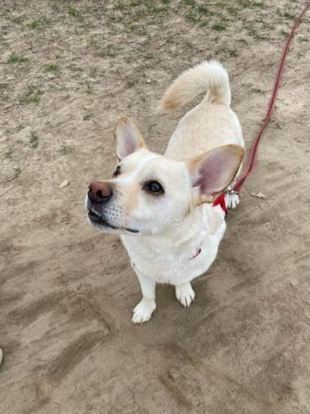 kleiner Jack aus Potsdam