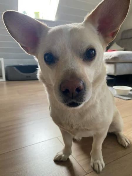 kleiner Jack aus Potsdam