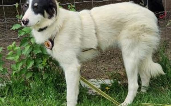 Loelia sucht ein liebevolles Zuhause!