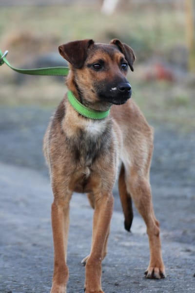 Pom - zutraulich u. verspielt