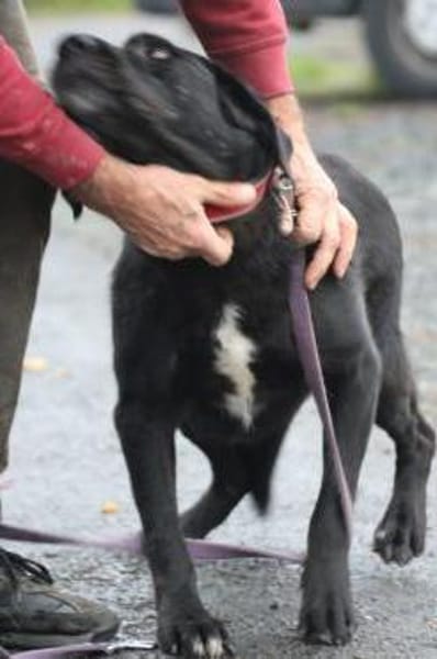 Douce - ❤❤sehr verspielt u. kinderlieb