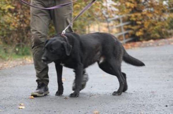 Douce - ❤❤sehr verspielt u. kinderlieb