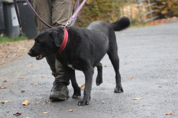 Douce - ❤❤sehr verspielt u. kinderlieb
