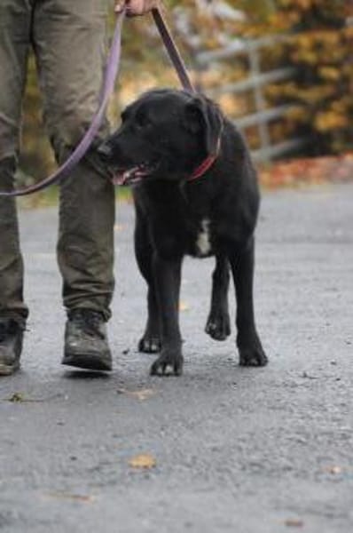 Douce - ❤❤sehr verspielt u. kinderlieb