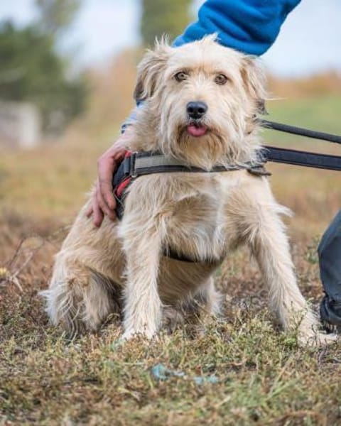 💙Dexter SI - kinderlieb, verschmust💙