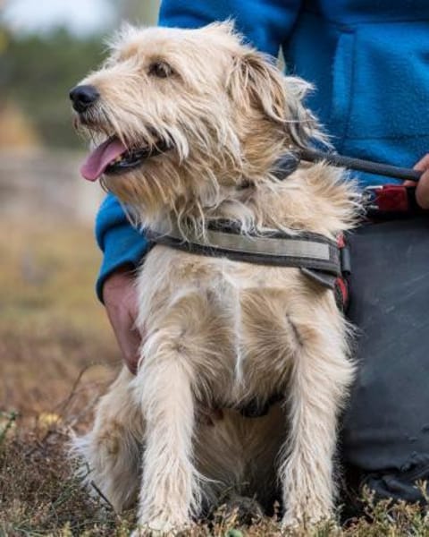 💙Dexter SI - kinderlieb, verschmust💙