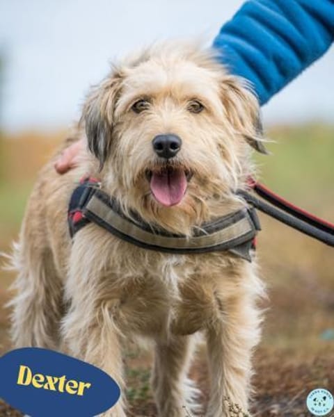 💙Dexter SI - kinderlieb, verschmust💙