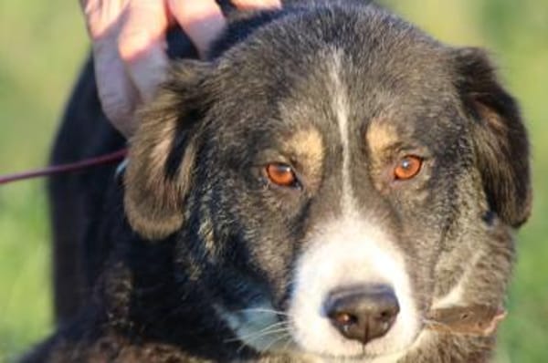 Tayto - zutraulich u. unkompliziert