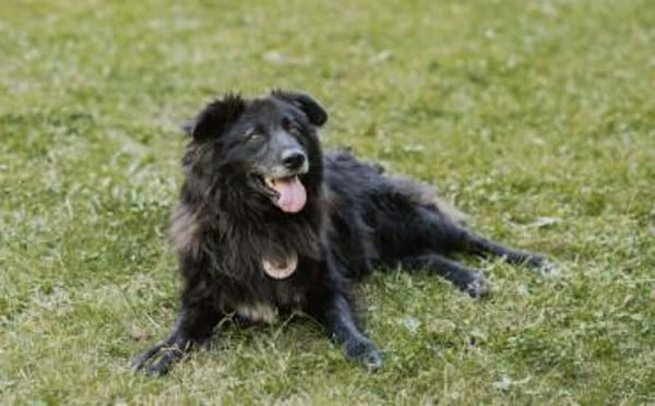 Kuschelfan Odi sucht ein Zuhause