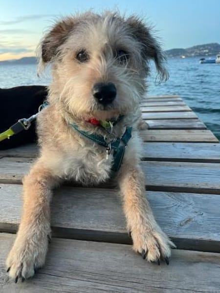 Strolchi mit einem goldenen Herzen