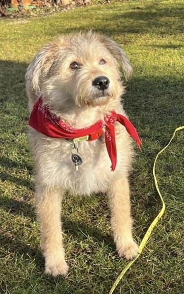 Strolchi mit einem goldenen Herzen