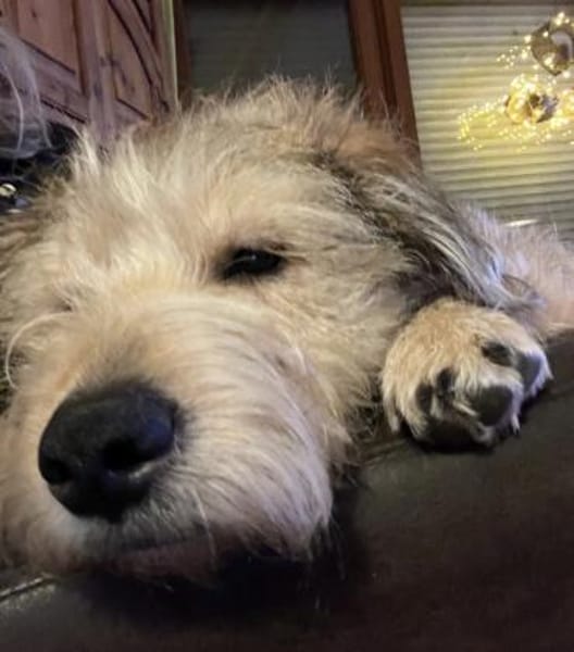 Strolchi mit einem goldenen Herzen