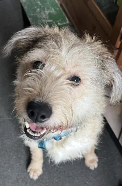 Strolchi mit einem goldenen Herzen