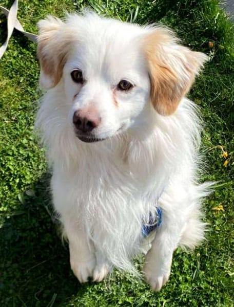 Schmusefreund TY sucht seine Familie