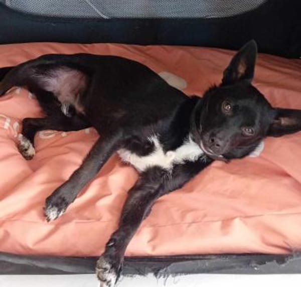 Jungspund JERRY, wo darf er einziehen?