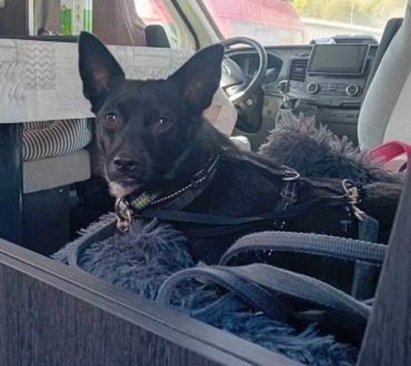 Jungspund JERRY, wo darf er einziehen?