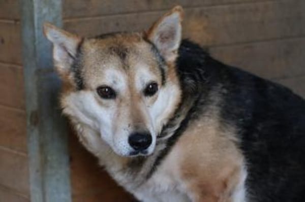 Scotty - sucht dringend ein Zuhause!