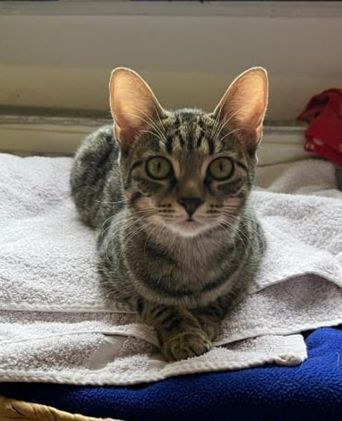 Dina u. Daisy suchen liebevolles Zuhause