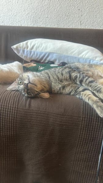 Dina u. Daisy suchen liebevolles Zuhause