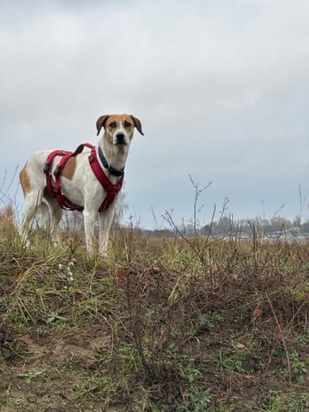 Donna - sportliche Familie gesucht