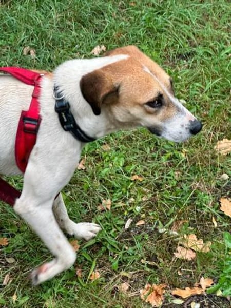 Donna - sportliche Familie gesucht