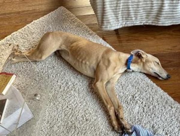 Simba, freundlich, lernfreudig, offen