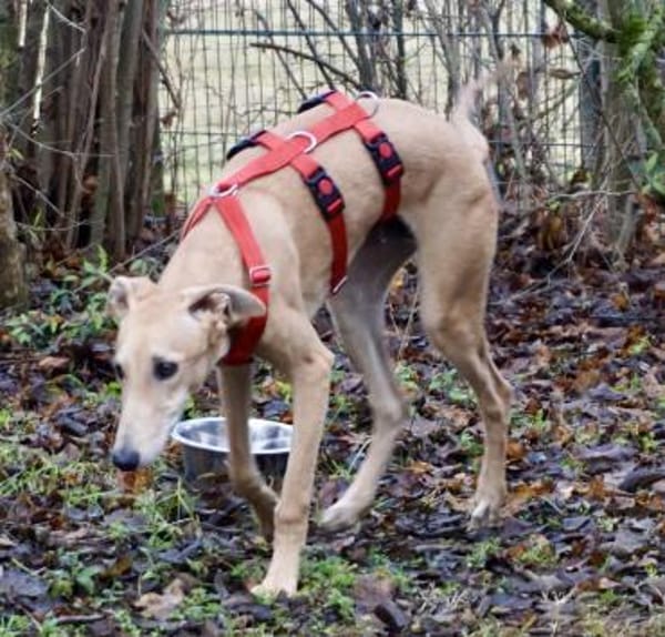 Simba, freundlich, lernfreudig, offen